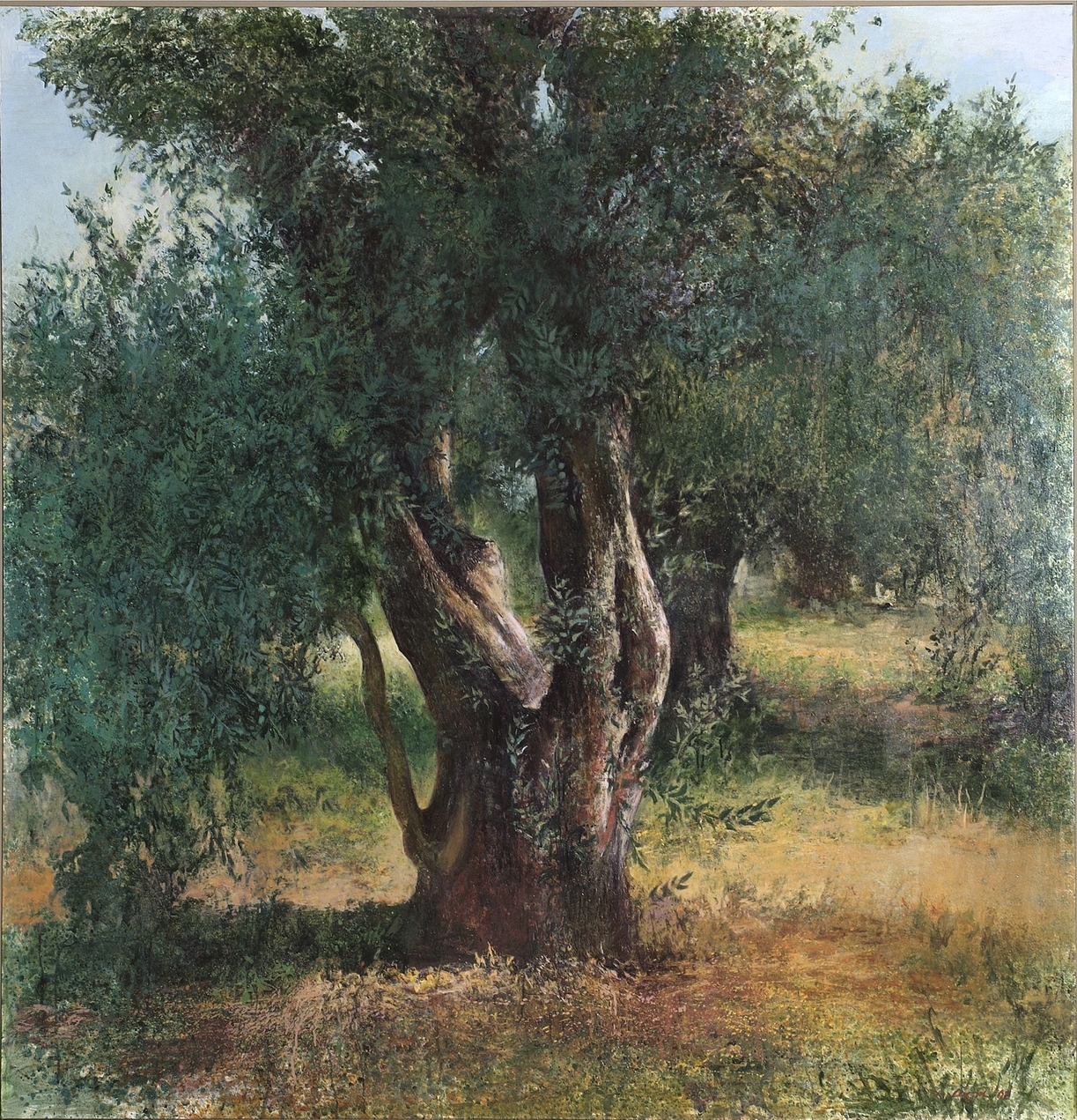 The olive tree